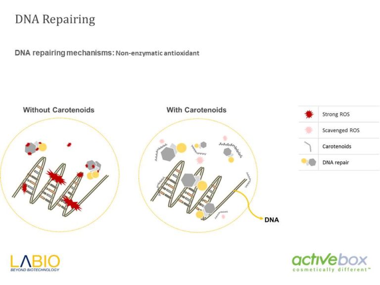 Diapositiva26